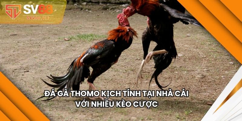 Đá Gà Thomo Kịch Tính Tại Nhà Cái Với Nhiều Kèo Cược 