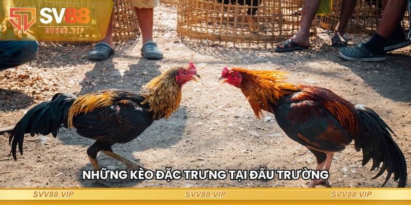 Những kèo đặc trưng tại đấu trường