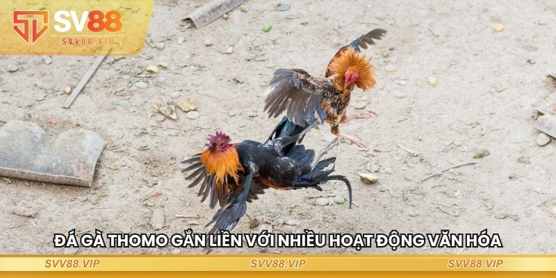 Đá gà thomo gắn liền với nhiều hoạt động văn hóa