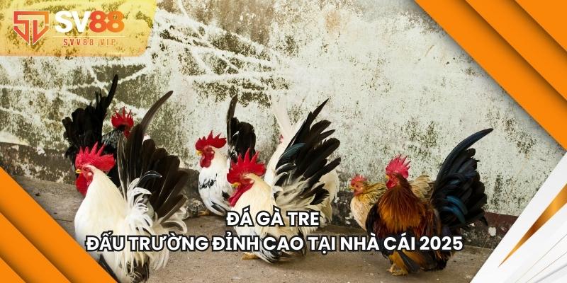 Đá Gà Tre - Đấu Trường Đỉnh Cao Tại Nhà Cái 2025