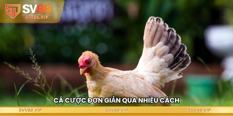 Cá cược đơn giản qua nhiều cách