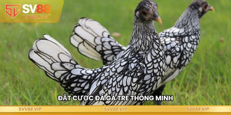 Đặt cược đá gà tre thông minh