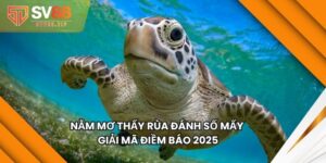 Nằm Mơ Thấy Rùa Đánh Số Mấy - Giải Mã Điềm Báo 2025