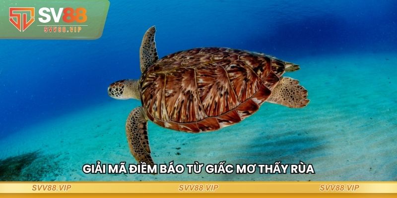Giải mã điềm báo từ giấc mơ thấy rùa