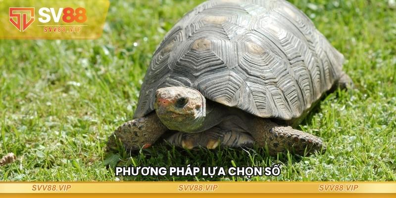 Phương pháp lựa chọn số nằm mơ thấy rùa đánh số mấy