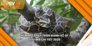 Nằm Mơ Thấy Trăn Đánh Số Gì Bảng Giải Mã Chi Tiết 2025