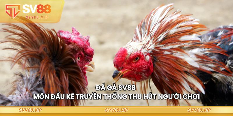 Đá gà SV88 - Môn đấu kê truyền thống thu hút người chơi