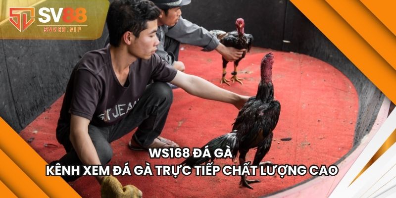 WS168 Đá Gà - Kênh Xem Đá Gà Trực Tiếp Chất Lượng Cao
