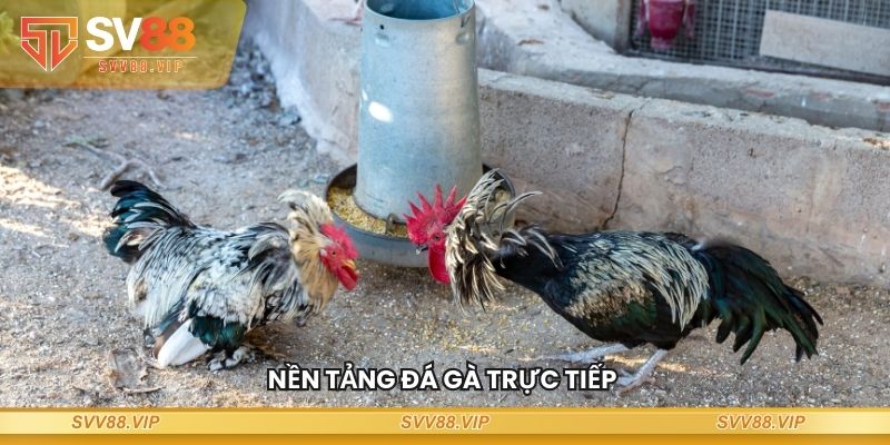 Nền tảng WS168 đá gà trực tiếp chuyên nghiệp