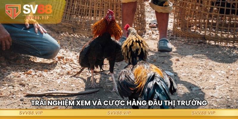 Trải nghiệm xem và cược hàng đầu thị trường